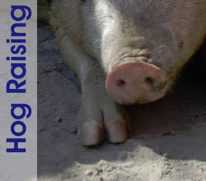 Hog Raising Operations